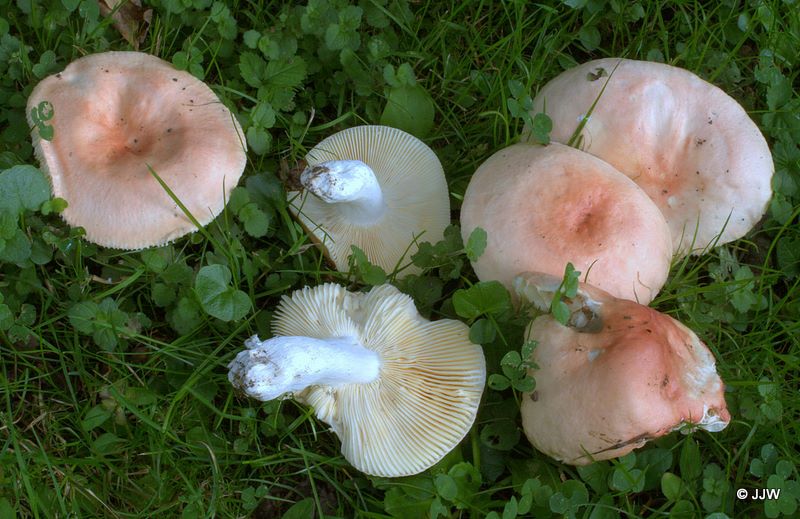 Russula pseudointegra